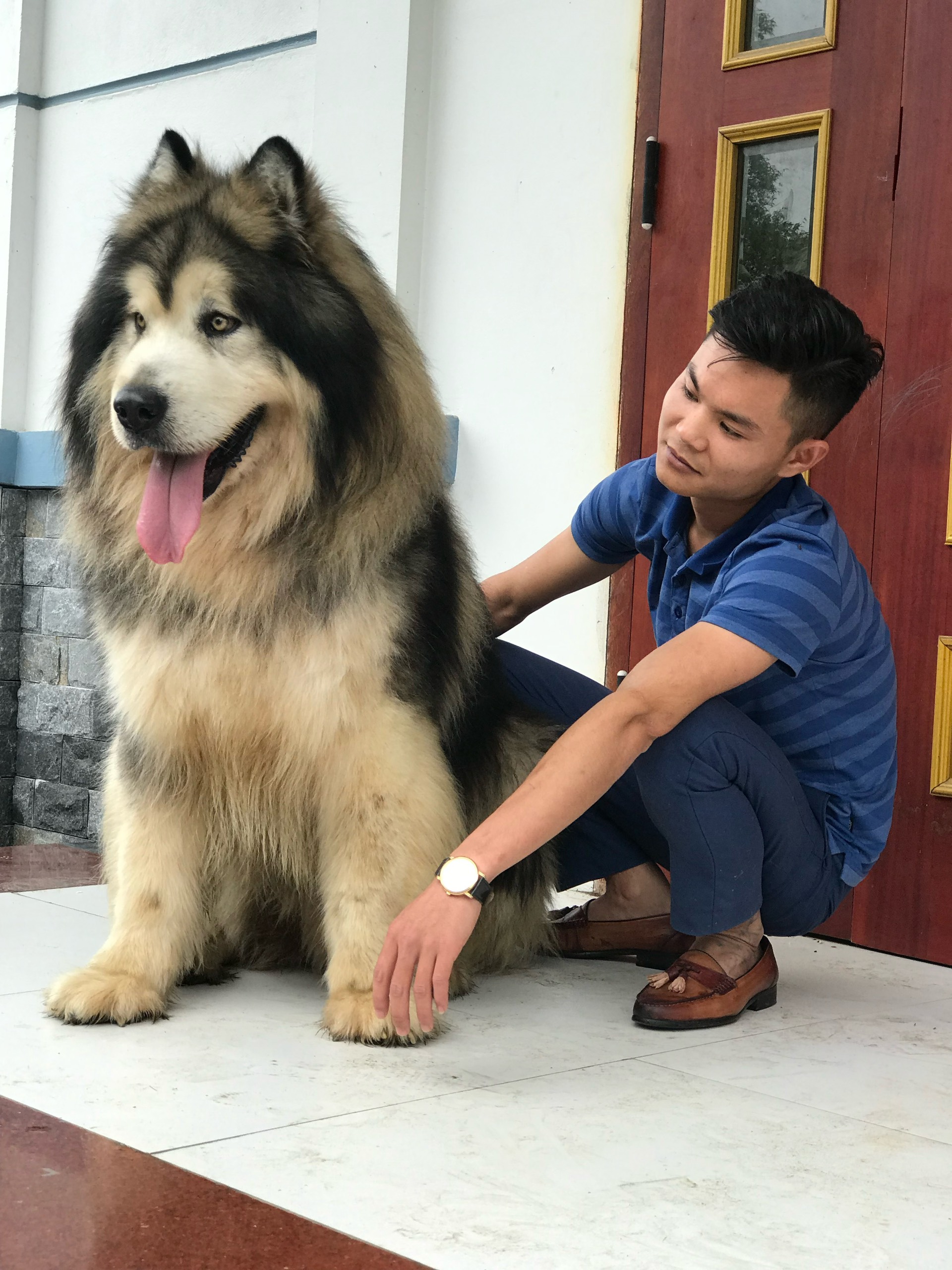 Chó Alaska Malamute có nguồn gốc từ vùng Alaska, 