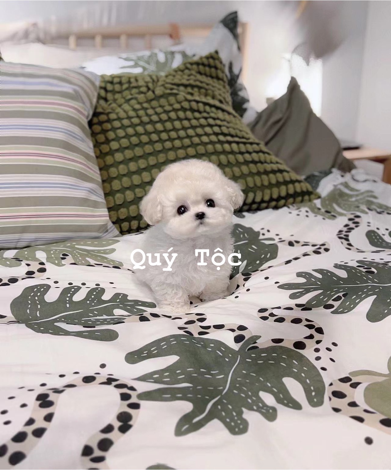 chó Bichon