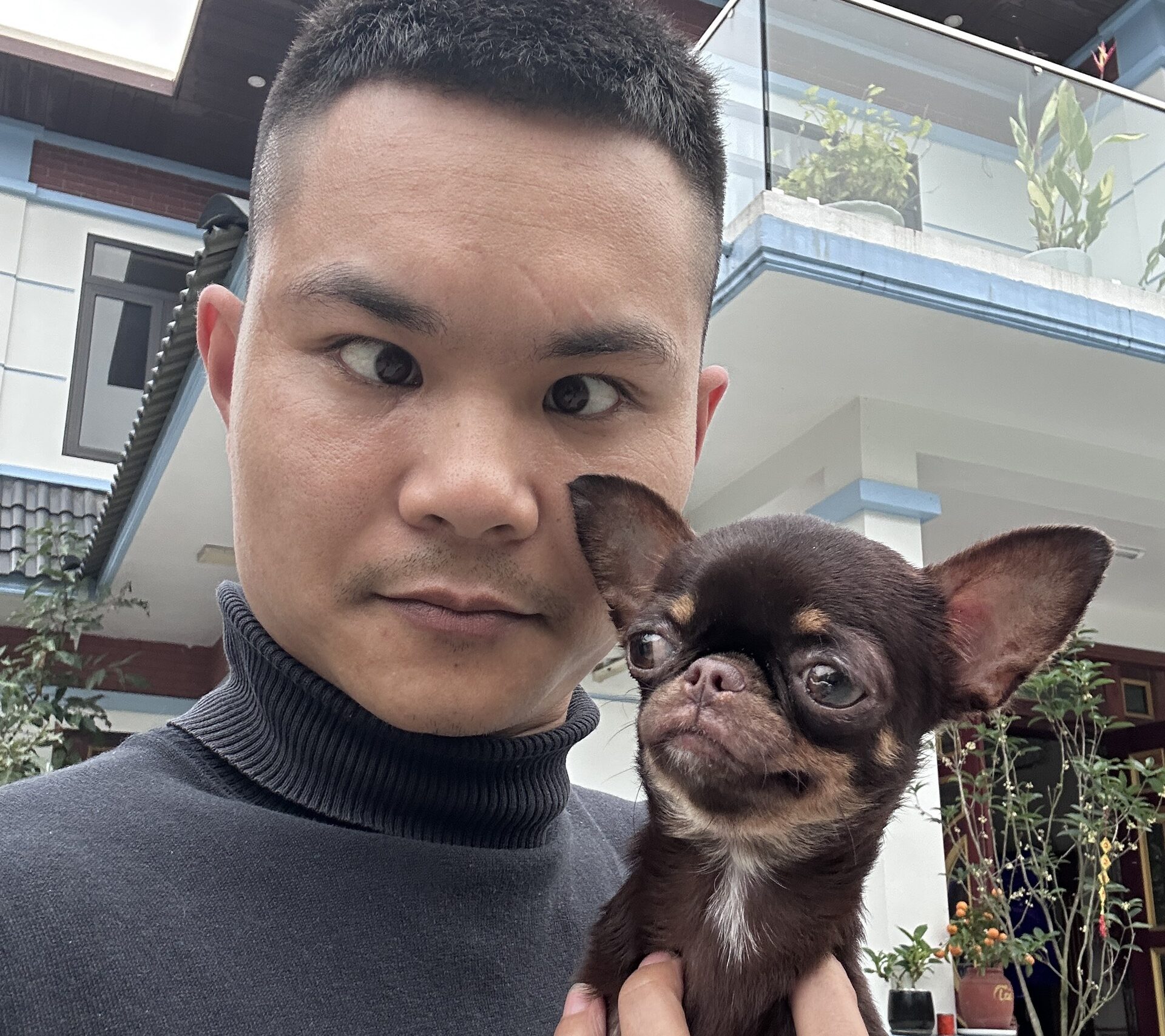 Chihuahua là một giống chó nhỏ bé nhưng vô cùng dũng cảm. Chúng có đôi mắt to, tròn và đôi tai lớn