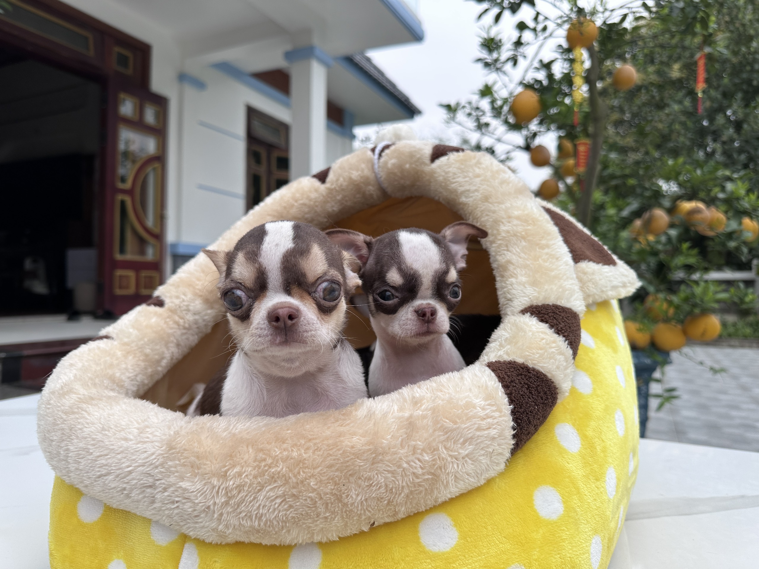 Nuôi một chú Chihuahua có nhiều lợi ích