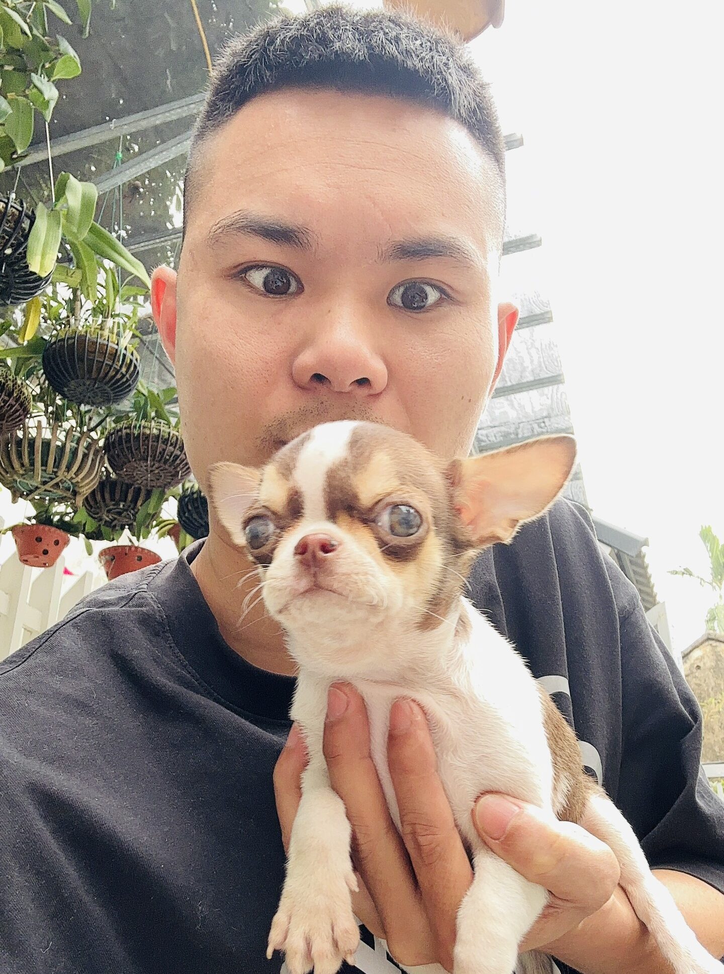 chó Chihuahua đáng yêu