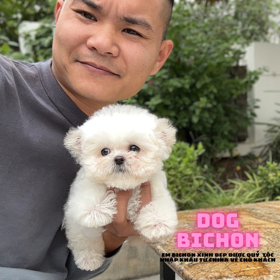 THÚ CƯNG ĐANG YÊU BICHON QUYTOC99